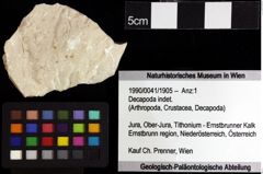 Foto (Objket + Etiketten) von Decapoda indet. 